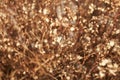 Tiny white flowers on dry twigs of wild plant bushes with blurry background. Bunches of small white seeds on thin branches. dried Royalty Free Stock Photo