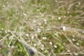 Tiny white flowers on dry twigs of wild plant bushes with blurry background. Royalty Free Stock Photo