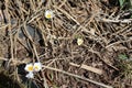 Tiny white flowers emerging from the dry soil and mulch of a garden on a sunny spring day