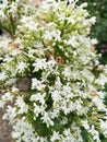 Tiny white flowers English Garden