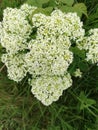 Tiny white flowers English Garden