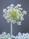 Tiny white flowers on a False Queen Anne\'s Lace plant