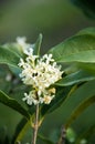 Tiny White Flowers of the Fragrant Tea Olive Shrub Closeup Royalty Free Stock Photo