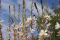 Tiny white flowers of gaura lindheimeri or whirling butterflies in the morning sun towards blue sky macro, dreamy inflorescence
