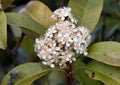 Tiny white flowers on a green hedge Royalty Free Stock Photo