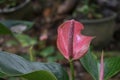 Tiny white flowers on a maroon color spadix of a dark pink Anthurium flower