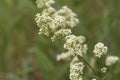 Tiny white flowers of Northern bedstraw are blooming in the wild