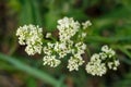 Tiny white flowers of Northern bedstraw are blooming in the wild Royalty Free Stock Photo