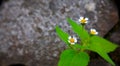 Tiny white flowers of a plants Royalty Free Stock Photo