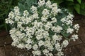Tiny white flowers of Sea Kale, known with scientific name Crambe maritima Royalty Free Stock Photo