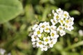 Tiny white flowers of sweet alyssum Royalty Free Stock Photo