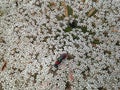 Wild carrot tiny white flowers with bugs Royalty Free Stock Photo