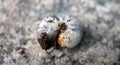 Macro shot white caterpillar Royalty Free Stock Photo