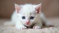 Tiny white kitten, intense blue eyes, curled up, cat, young, blue eyes Royalty Free Stock Photo
