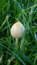 Tiny white mushroom nestled in the dark green grass Royalty Free Stock Photo