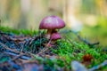 Tiny white mushroom with purple hat growing between grass Royalty Free Stock Photo