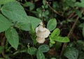 Tiny white mushrooms grows vertically as a row on the side of a dead stem