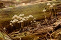 Tiny white mushrooms next to a fallen tree branch