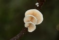 Tiny white mushrooms on a twig Royalty Free Stock Photo