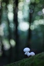 Tiny white mushrooms in the wood Royalty Free Stock Photo
