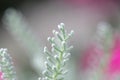 Tiny white plant with colorful bokeh background Royalty Free Stock Photo