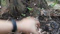 Tiny white plantpot parasol fungi