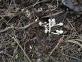 Tiny white plantpot parasol fungi