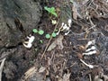 Tiny white plantpot parasol fungi