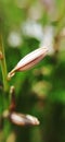 Tiny white and red lined sprout against green unfocused background