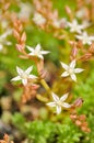 Tiny White Sedum Hispanicum (Stonecrop) Flowers