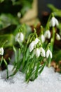 Tiny white snowdrop galanthus flowers in the snow Royalty Free Stock Photo
