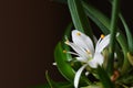 Tiny White Spider Plant Flower Close Up Royalty Free Stock Photo