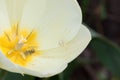 Tiny white spider on a tulip. Royalty Free Stock Photo