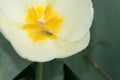 Tiny white spider on a tulip. Royalty Free Stock Photo
