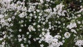 Tiny white stellate flowers of diosma hirsuta