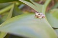 Tiny tree frog on leaf Royalty Free Stock Photo