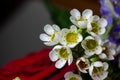 Tiny white waxflowers in a florist arrangement with defocused background