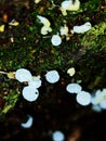 Tiny White Wild Fungi Growing on Mossy Tree Bark in a Natural Forest Environment Royalty Free Stock Photo