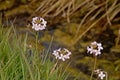 Tiny white wild radish flowers along the water - Raphanus raphanistrum. Royalty Free Stock Photo