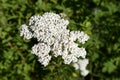 Tiny White Yarrow Flowers Royalty Free Stock Photo