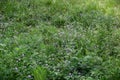 tiny wild flowers and plants in nature in danish capital Copenhagen Royalty Free Stock Photo