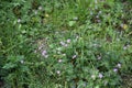 tiny wild flowers and plants in nature in danish capital Copenhagen Royalty Free Stock Photo