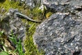 tiny wild lizard crawling out from hiding under a rock Royalty Free Stock Photo