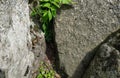 tiny wild lizard crawling out from hiding under a rock Royalty Free Stock Photo