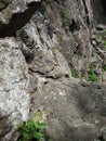 tiny wild lizard crawling out from hiding under a rock Royalty Free Stock Photo