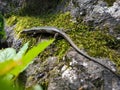 tiny wild lizard crawling out from hiding under a rock Royalty Free Stock Photo