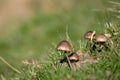 Tiny wild mushroom growth on grass Royalty Free Stock Photo