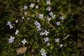 Tiny wildflowers in an Oklahoma Spring with bokeh