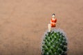 Tiny woman figurine sitting on a on cactus plant