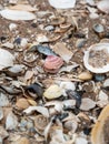 Tiny Wonders: Unveiling the Delicate Beauty of Beach's Mini Seashell Collection